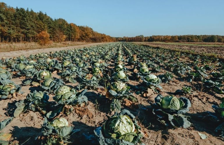 Kako pravilno planirati obroke za bolju prehranu